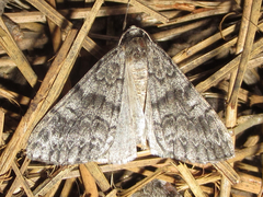 Galenara