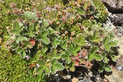 Potentilla × villosula