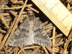 Galenara
