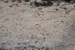 Leptuca leptodactyla