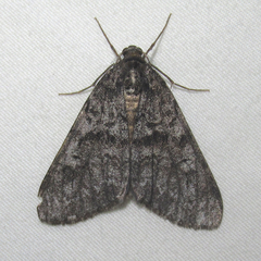 Galenara