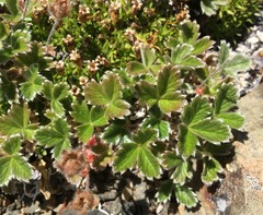 Potentilla × villosula