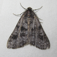 Galenara