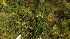 Bupleurum stellatum