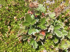 Potentilla × villosula