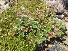 Potentilla × villosula