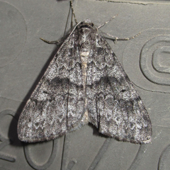 Galenara
