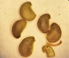 Potentilla × villosula