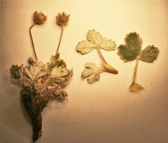 Potentilla × villosula
