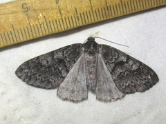 Galenara