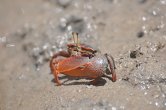 Uca maracoani