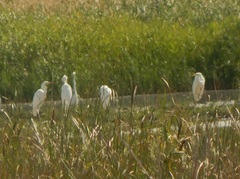 Ardea alba