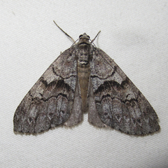 Galenara