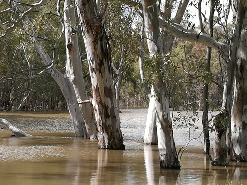 River Red Gum