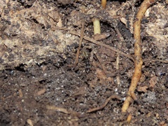 Stigmatomma pallipes