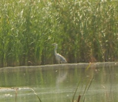Ardea cinerea