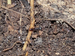 Stigmatomma pallipes