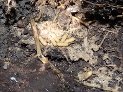 Stigmatomma pallipes