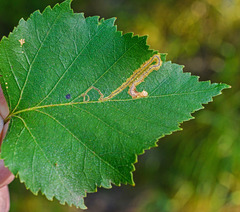 Stigmella confusella