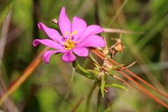 Sabatia gentianoides
