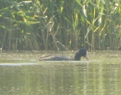 Fulica atra