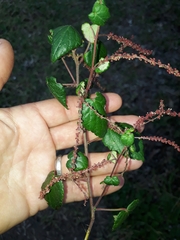 Acalypha capensis