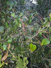 Acalypha capensis
