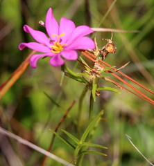 Sabatia gentianoides