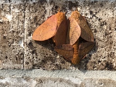 Anisota fuscosa