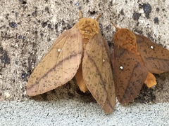 Anisota fuscosa