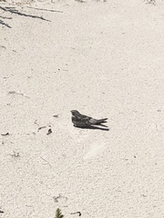 Chordeiles gundlachii