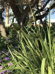 Irideae