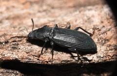 Xylopinus saperdoides