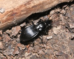 Pterostichus coracinus