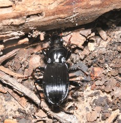 Pterostichus coracinus