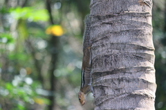 Funambulus tristriatus