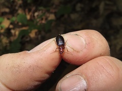 Trichotichnus vulpeculus