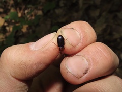 Trichotichnus vulpeculus