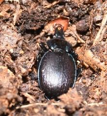 Sphaeroderus stenostomus lecontei