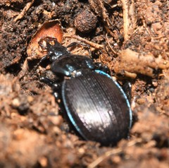 Sphaeroderus stenostomus lecontei