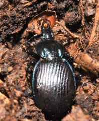 Sphaeroderus stenostomus lecontei