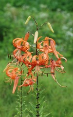 Lilium lancifolium