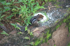 Funambulus tristriatus