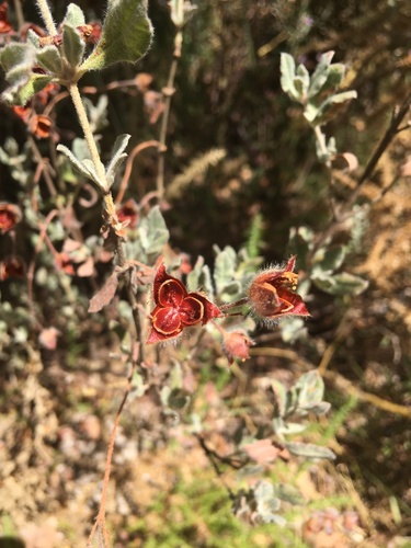 Woolly Rock Rose