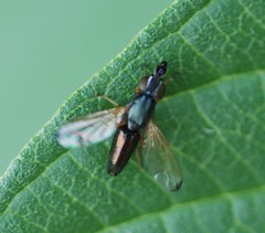 Rivellia apicalis