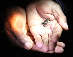 Microbatrachella capensis