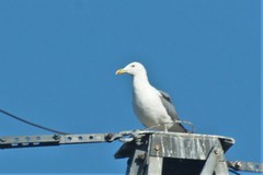 Larus fuscus barabensis