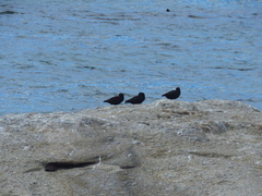 Lamniformes
