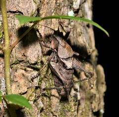 Atlanticus monticola