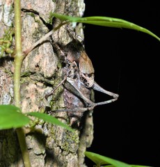 Atlanticus monticola
